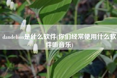 dandelion是什么软件(你们经常使用什么软件听音乐)