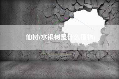 仙树(水银树是什么植物)