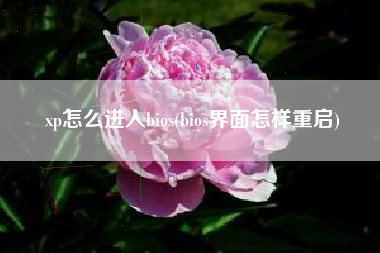 xp怎么进入bios(bios界面怎样重启)