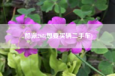 酷派268(想要买辆二手车)