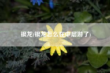 银龙(银龙怎么在中层游了)
