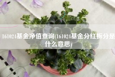 161024基金净值查询(161024基金分红拆分是什么意思)