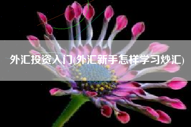 外汇投资入门(外汇新手怎样学习炒汇)