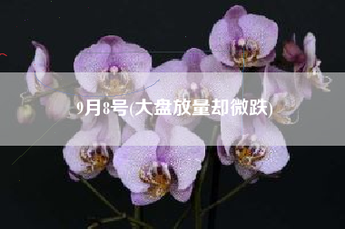 9月8号(大盘放量却微跌)