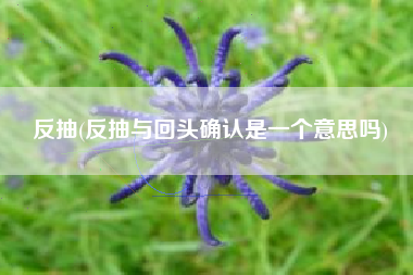 反抽(反抽与回头确认是一个意思吗)