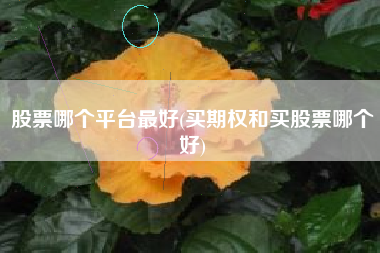 股票哪个平台最好(买期权和买股票哪个好)