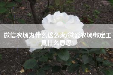 微信农场为什么这么火(微爱农场绑定工具什么意思)