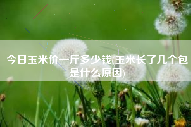 今日玉米价一斤多少钱(玉米长了几个包是什么原因)