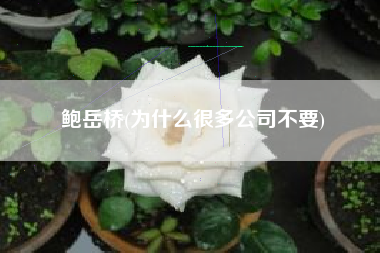 鲍岳桥(为什么很多公司不要)