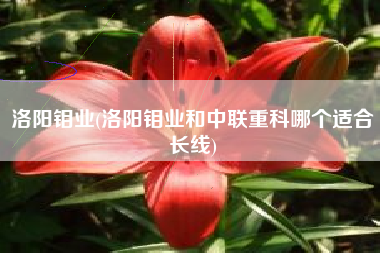 洛阳钼业(洛阳钼业和中联重科哪个适合长线)