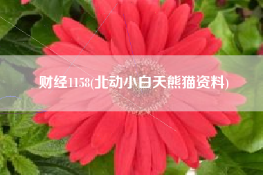 财经1158(北动小白天熊猫资料)