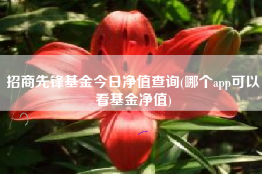 招商先锋基金今日净值查询(哪个app可以看基金净值)