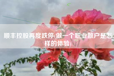 顺丰控股再度跌停(做一个职业散户是怎样的体验)