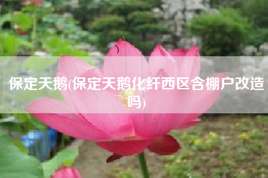 保定天鹅(保定天鹅化纤西区含棚户改造吗)