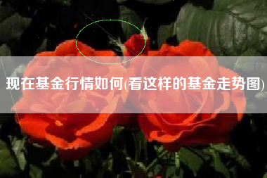 现在基金行情如何(看这样的基金走势图)