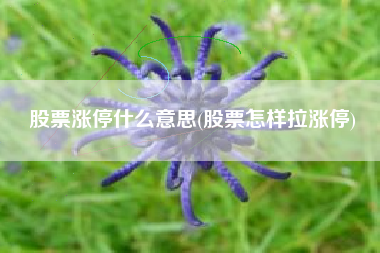 股票涨停什么意思(股票怎样拉涨停)
