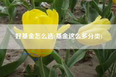 好基金怎么选(基金这么多分类)