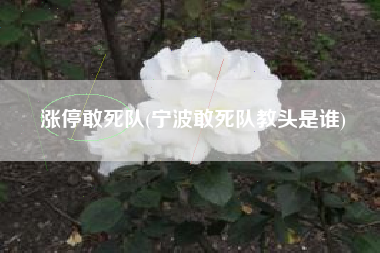 涨停敢死队(宁波敢死队教头是谁)