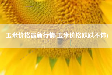 玉米价格最新行情(玉米价格跌跌不休)