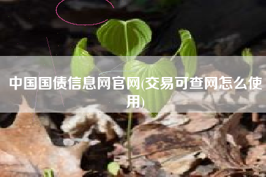 中国国债信息网官网(交易可查网怎么使用)