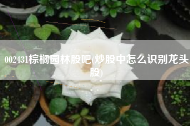 002431棕榈园林股吧(炒股中怎么识别龙头股)