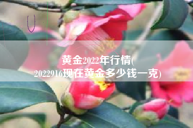 黄金2022年行情(
2022916现在黄金多少钱一克) 黄金2022年行情(
2022916现在黄金多少钱一克)