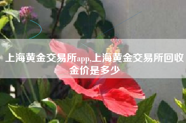 上海黄金交易所app,上海黄金交易所回收金价是多少