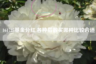 161725基金分红,各种指数买哪种比较合适