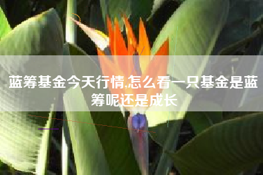 蓝筹基金今天行情,怎么看一只基金是蓝筹呢还是成长