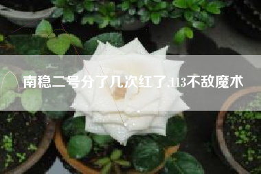 南稳二号分了几次红了,113不敌魔术