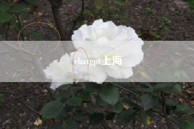 chatgpt上海