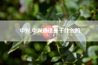 中兴,中兴通讯是干什么的