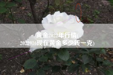 黄金2022年行情(
2022916现在黄金多少钱一克) 黄金2022年行情(
2022916现在黄金多少钱一克)