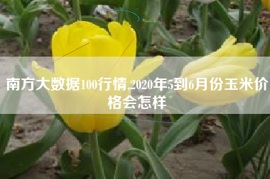 南方大数据100行情,2020年5到6月份玉米价格会怎样