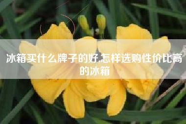 冰箱买什么牌子的好,怎样选购性价比高的冰箱