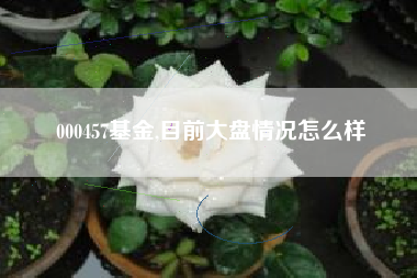 000457基金,目前大盘情况怎么样
