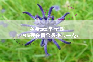 黄金2022年行情(
2022916现在黄金多少钱一克) 黄金2022年行情(
2022916现在黄金多少钱一克)