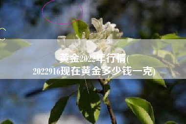 黄金2022年行情(
2022916现在黄金多少钱一克) 黄金2022年行情(
2022916现在黄金多少钱一克)