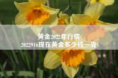 黄金2022年行情(
2022916现在黄金多少钱一克) 黄金2022年行情(
2022916现在黄金多少钱一克)