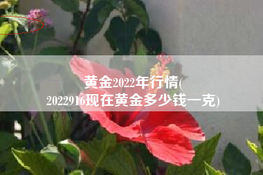 黄金2022年行情(
2022916现在黄金多少钱一克) 黄金2022年行情(
2022916现在黄金多少钱一克)