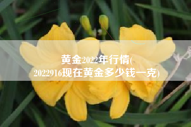 黄金2022年行情(
2022916现在黄金多少钱一克) 黄金2022年行情(
2022916现在黄金多少钱一克)
