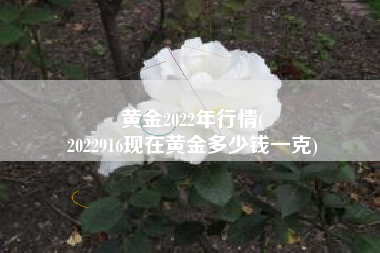 黄金2022年行情(
2022916现在黄金多少钱一克) 黄金2022年行情(
2022916现在黄金多少钱一克)