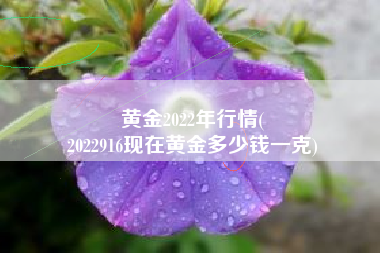 黄金2022年行情(
2022916现在黄金多少钱一克) 黄金2022年行情(
2022916现在黄金多少钱一克)